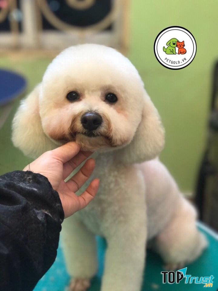 Pet Gold - Siêu thị thú cưng