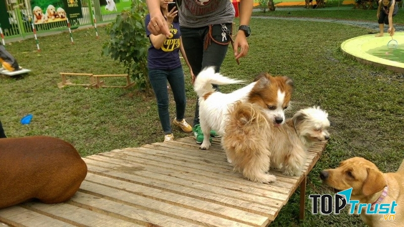 Thú cưng được chăm sóc tại Pet Kingdom