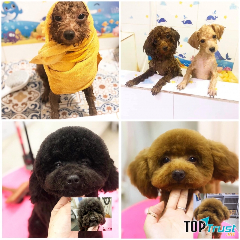 Pet Love - Tình yêu thú cưng