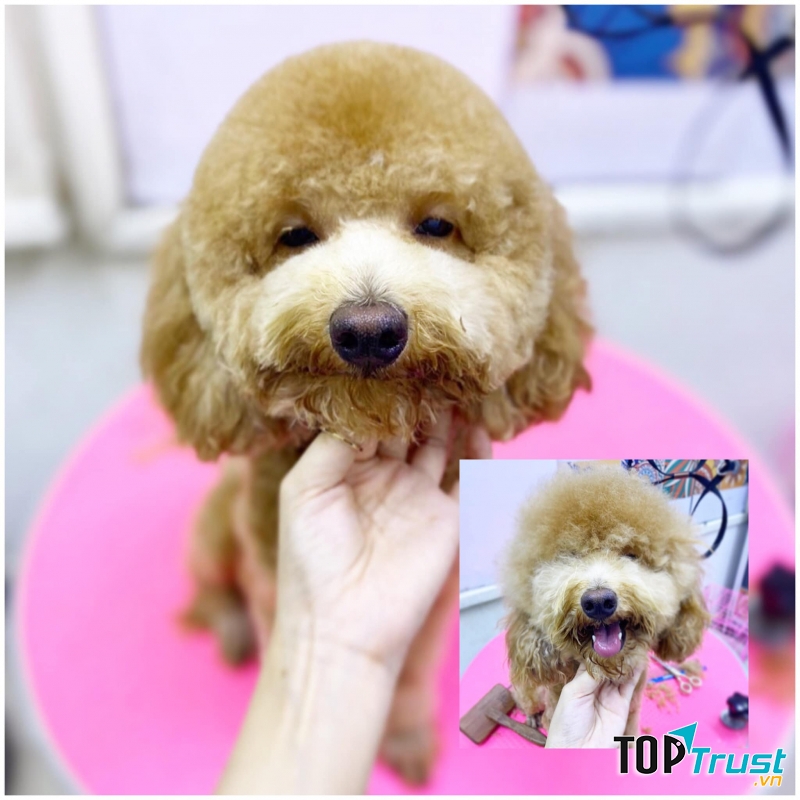 Pet Love - Tình yêu thú cưng