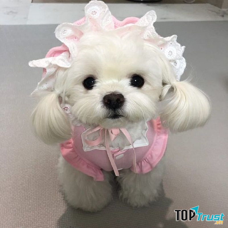 Trông tớ đã đi thi hoa hậu được chưa nào?