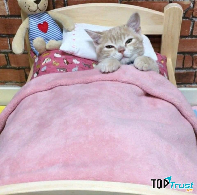 Hazza, chăn nệm êm thế này,..Buồn ngủ quá!