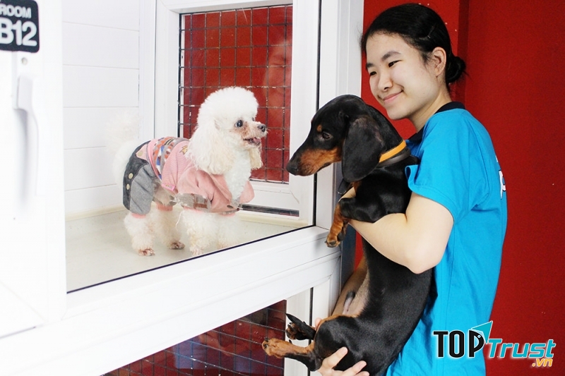 Pet Mart dịch vụ trông giữ thú cưng ngày Tết tại TPHCM uy tín nhất