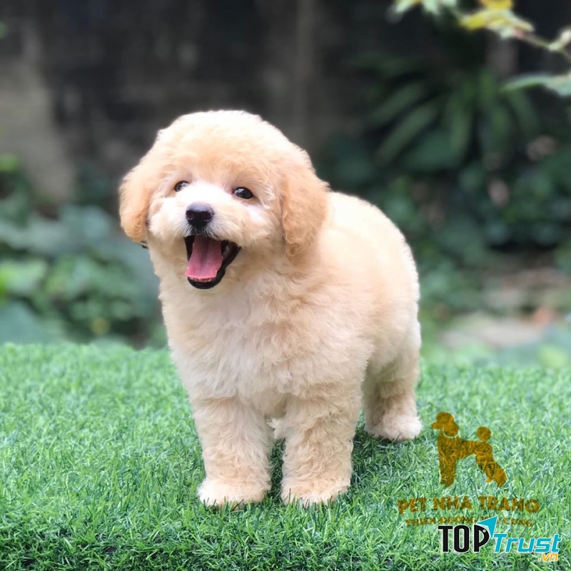 Pet Nha Trang