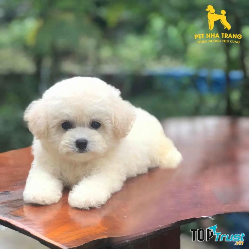 Pet Nha Trang