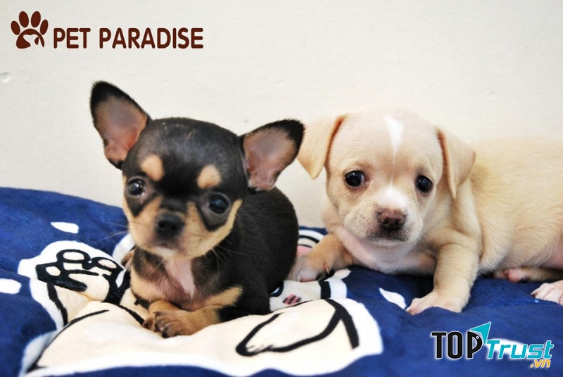 Pet Paradise