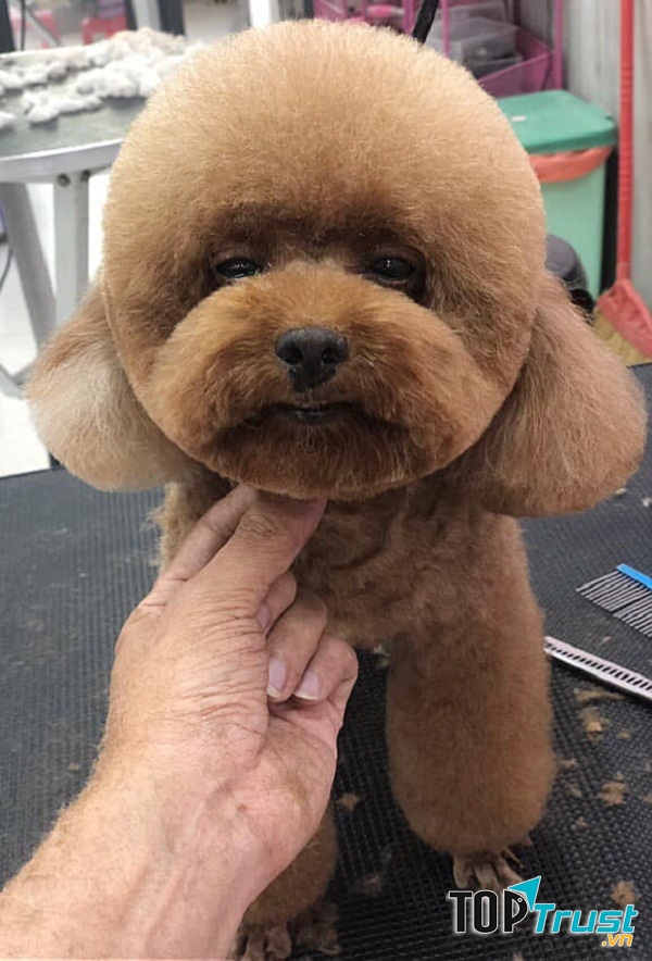Cắt tỉa lông cho thú cưng