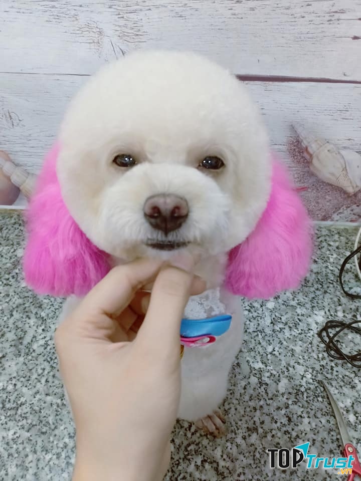 Petshop lúc lắc - Dịch vụ thú cưng TPHCM