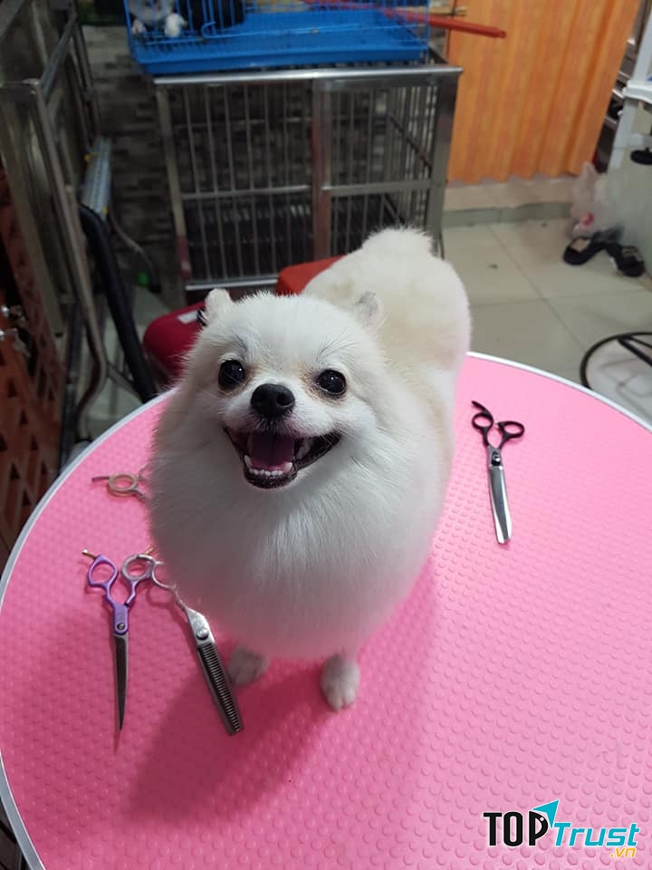 Petshop lúc lắc - Dịch vụ thú cưng TPHCM