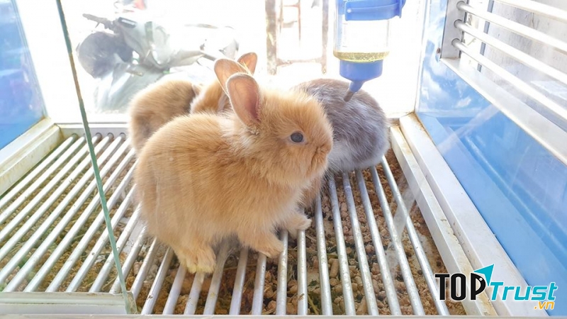 Pet shop Miền Đất Hứa