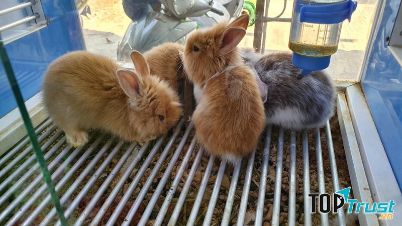 Pet shop Miền Đất Hứa