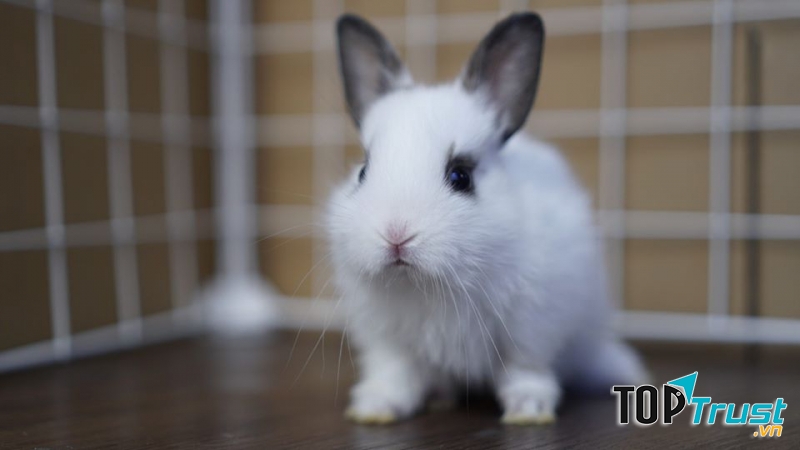 Pet shop Miền Đất Hứa