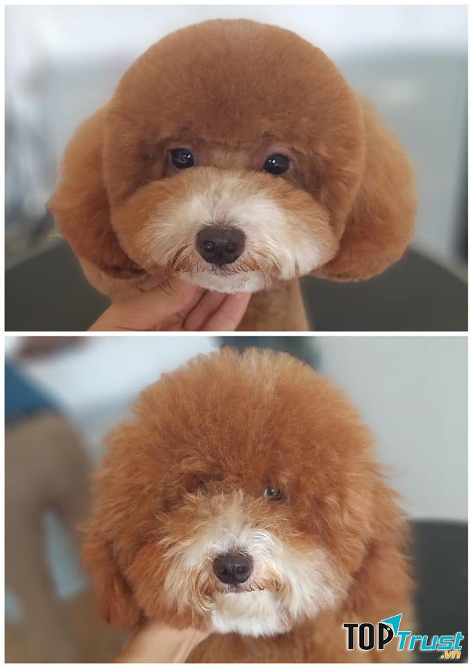 Pet Thủ Dầu Một