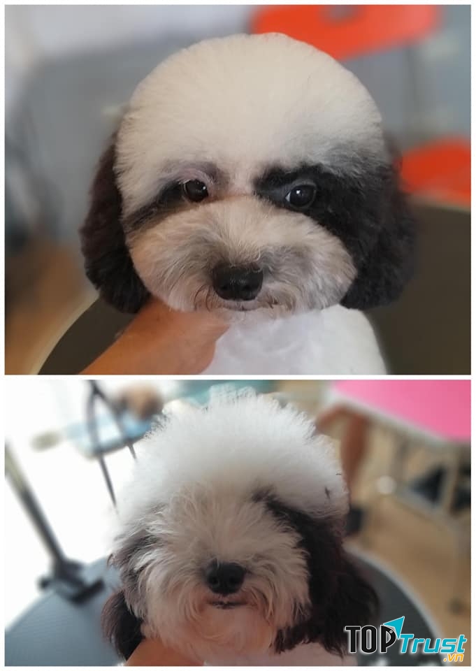 Pet Thủ Dầu Một