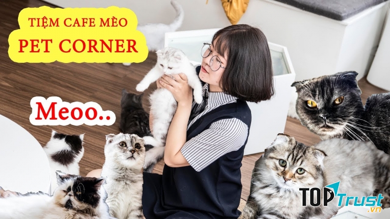 Quán có đủ lác loại mèo để bạn vuốt ve, chơi đùa