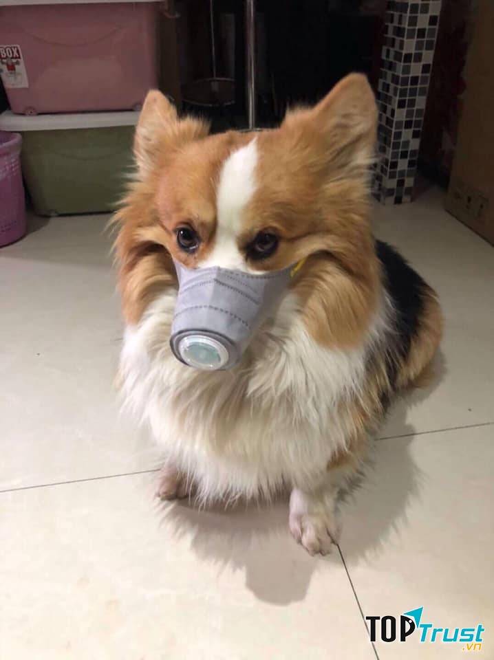 Rọ mõm - đồ dùng cần thiết khi đi ra đường để đảm bảo an toàn