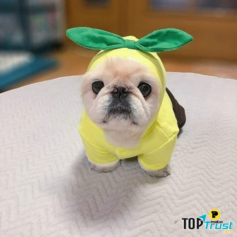 Petmall.vn - Petstore