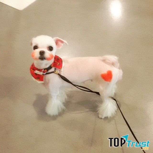 Vòng cổ hay dây dẫn là phải đẹp