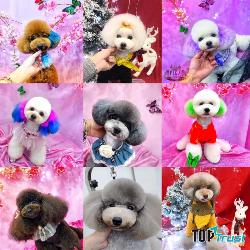 Pets Icon International Vietnam- PIGA Academy Spa Salon Hotel