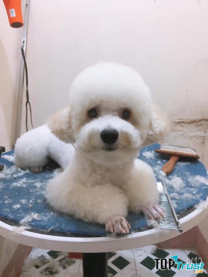 Pets Quy Nhon Shop