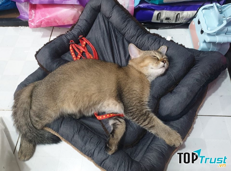 Hazza, anh chàng này lôn xộn quá!