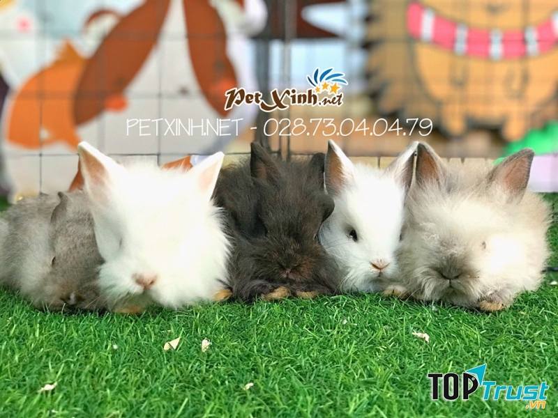 Thú cưng được chăm sóc tại PetXinh