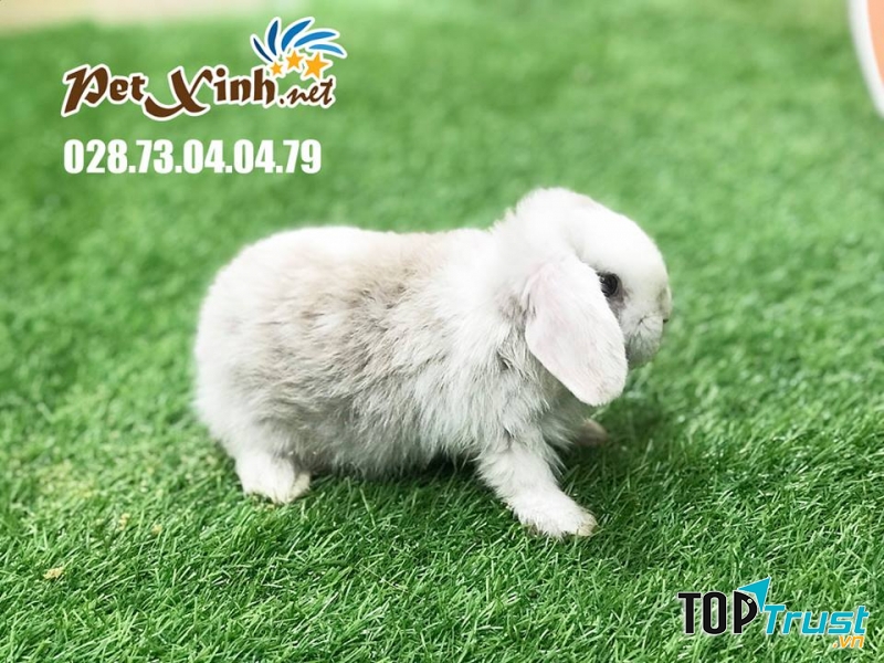 PetXinh.net - Nhím kiểng, Hamster, Thỏ, Sóc