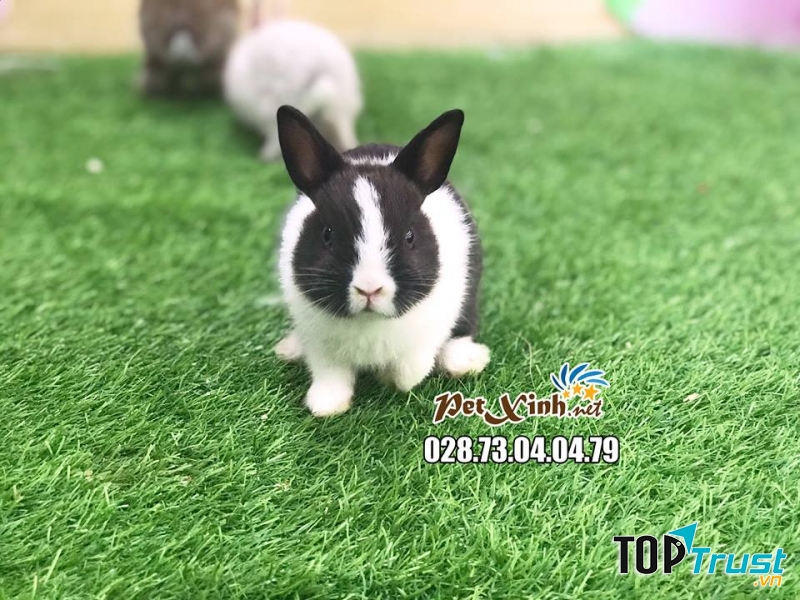 PetXinh.net - Nhím kiểng, Hamster, Thỏ, Sóc