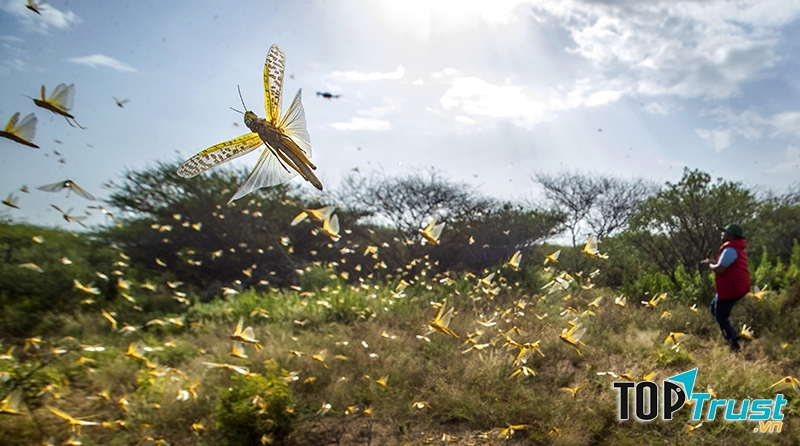 Châu chấu sa mạc còn có tốc độ sinh sản nhanh