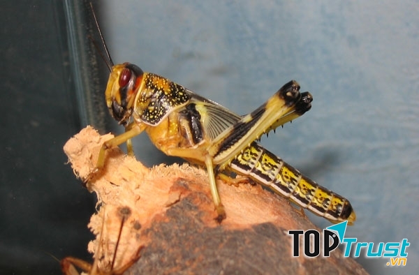 Châu chấu sa mạc là loài châu chấu râu ngắn