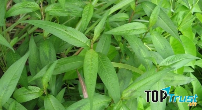 Dùng rau răm phá thai có thể mất mạng