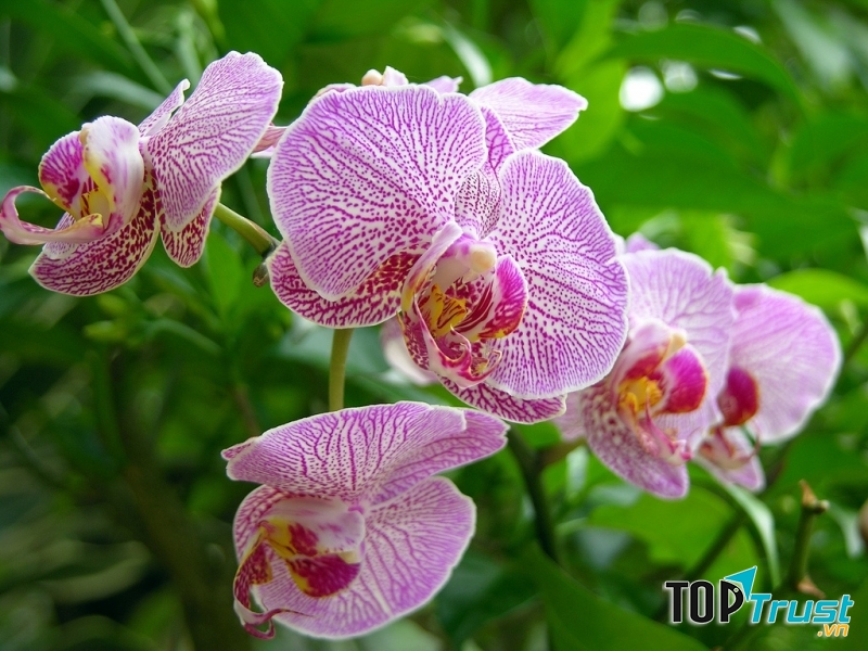Phi Điệp Tím sở hữu vẻ đẹp dịu dàng và duyên dáng.