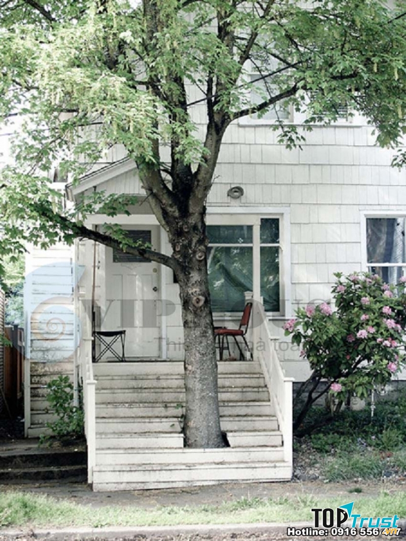 Cây to cản trở trước cửa