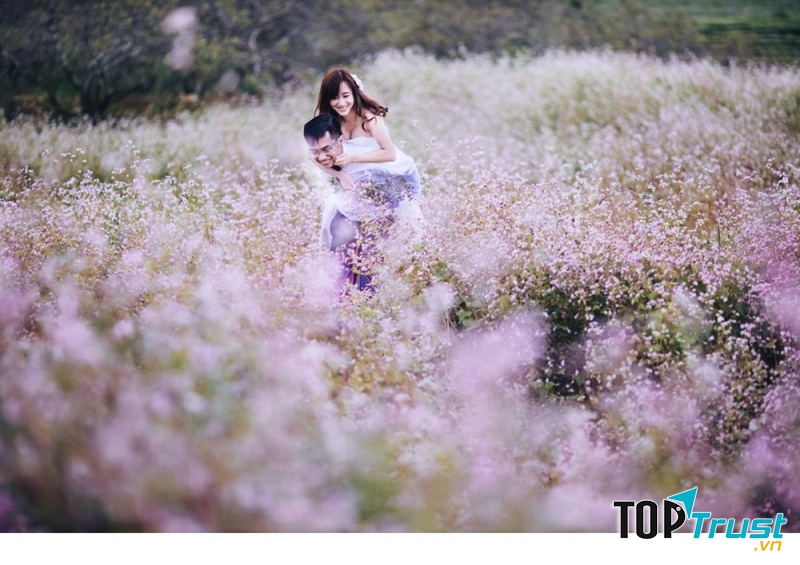 Cánh đồng hoa tam giác mạch