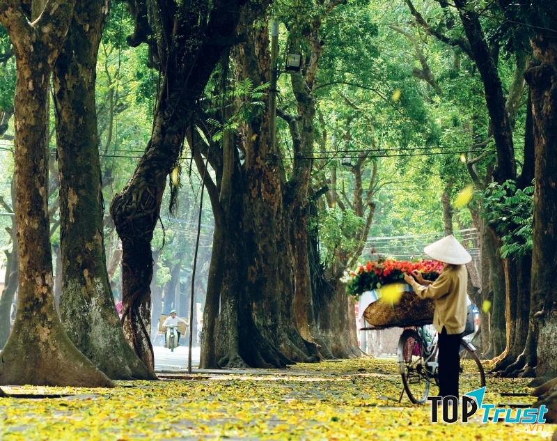 Đường Phan Đình Phùng trải đầy lá vàng mùa thu