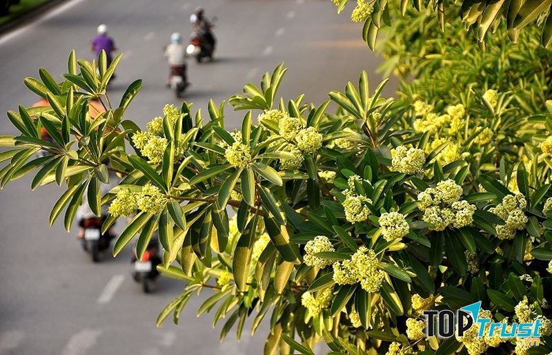 Phố Nguyễn Du - Hai Bà Trưng