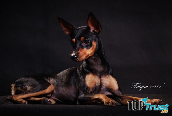 Phốc - một trong những loài chó cảnh thông minh nhất thế giới