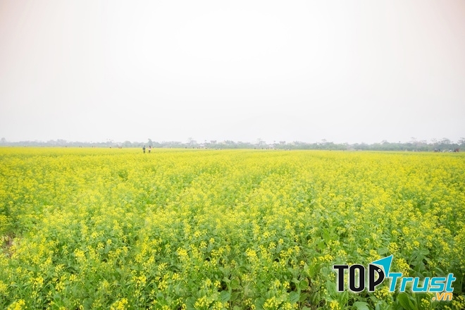 Hình ảnh tuyệt đẹp của cánh đồng hoa cải đẹp nhất Thái Bình