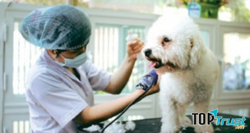 Dịch vụ cắt tỉa lông cho thú cưng