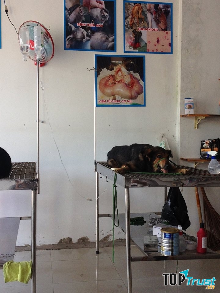 Phòng khám đa khoa thú y One Vet