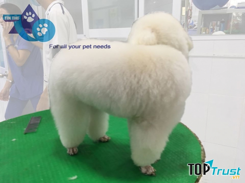 Bé poodle trắng được tắm Soda, cắt tỉa lông và vệ sinh toàn thân từ đầu đến chân.