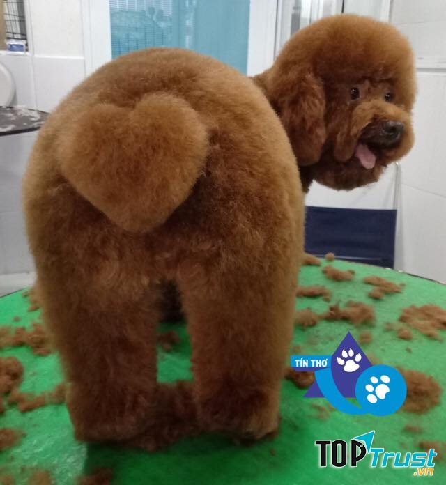 Phòng khám đa khoa thú y Tín Thơ