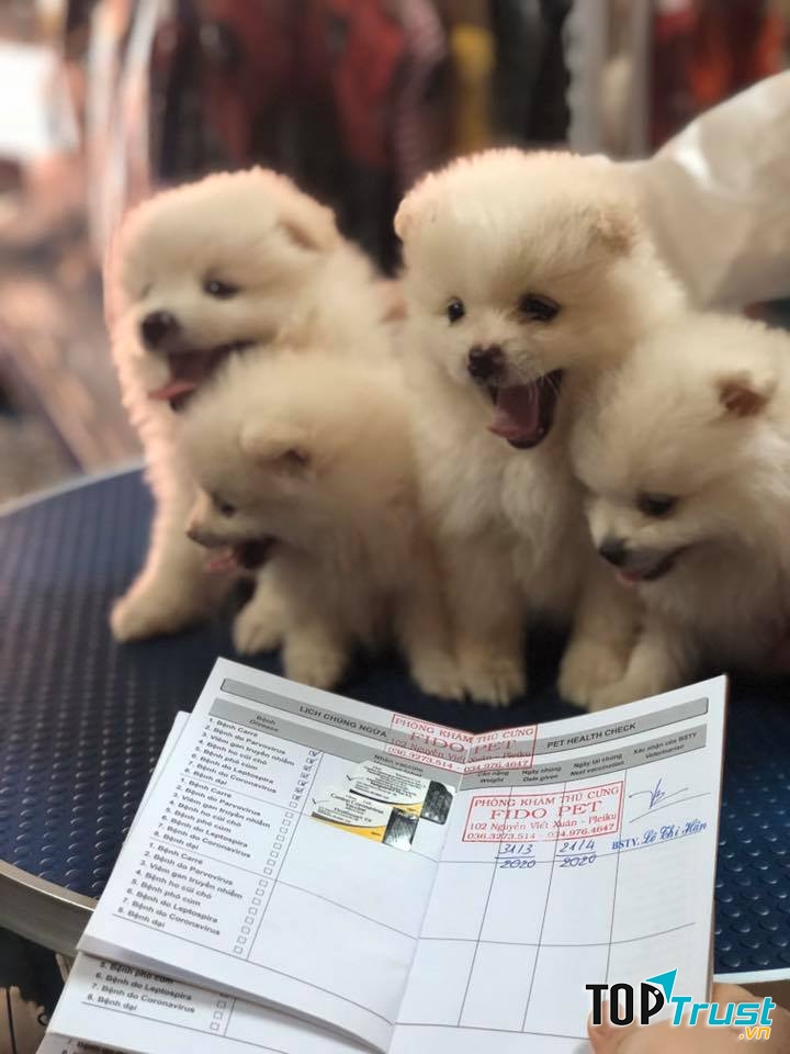Phòng Khám Thú Cưng FIDO PET Gia Lai
