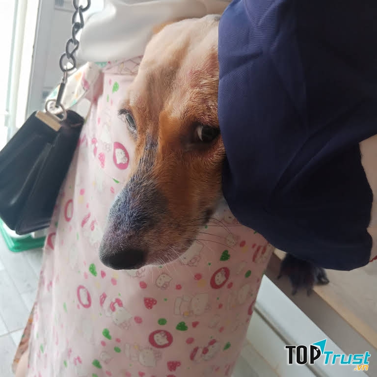 Phòng Khám Thú Cưng HAXI