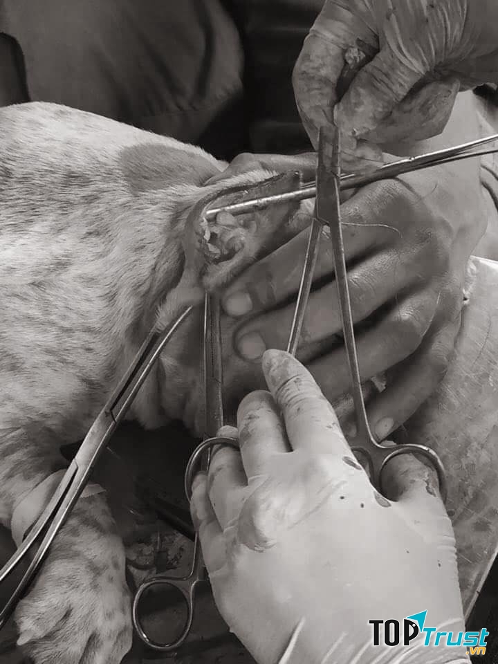 Phòng khám thú y 24/7 SUNNY PET