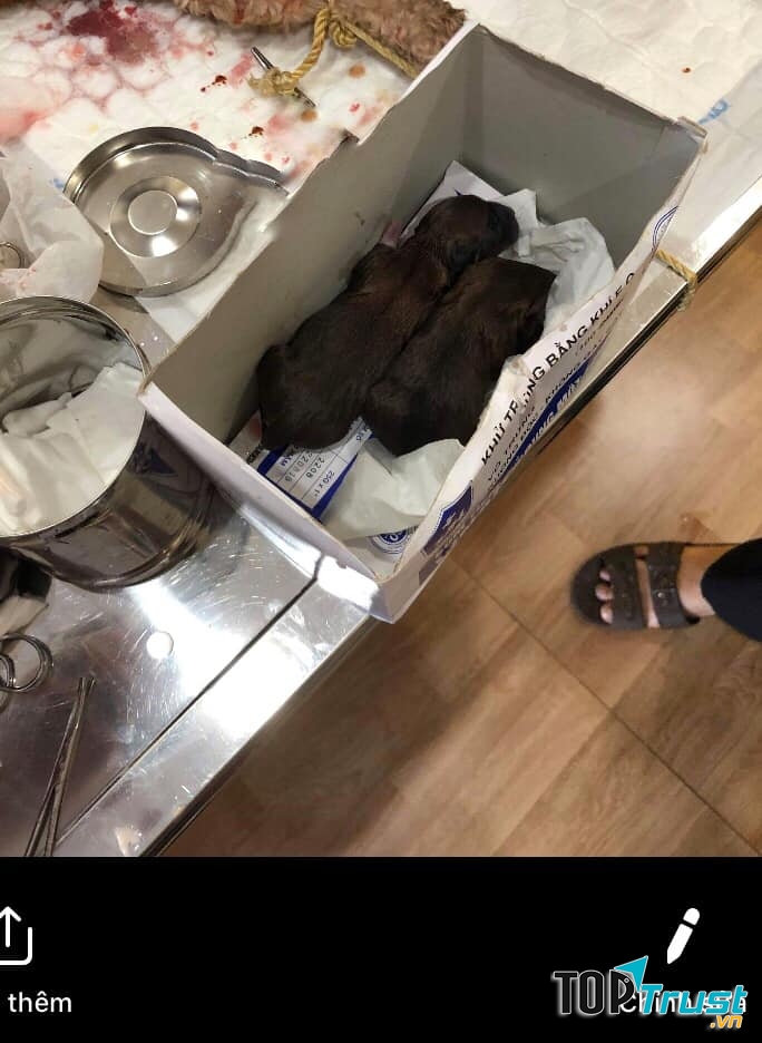 Phòng Khám Thú Y JoyPet