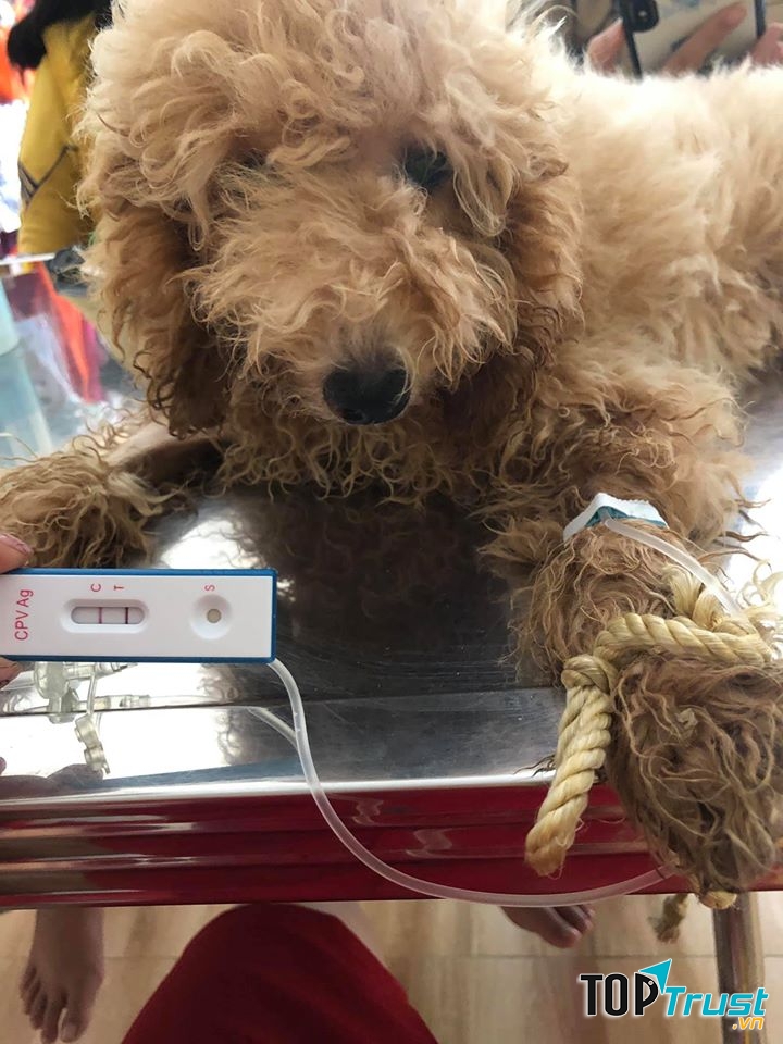 Phòng Khám Thú Y JoyPet