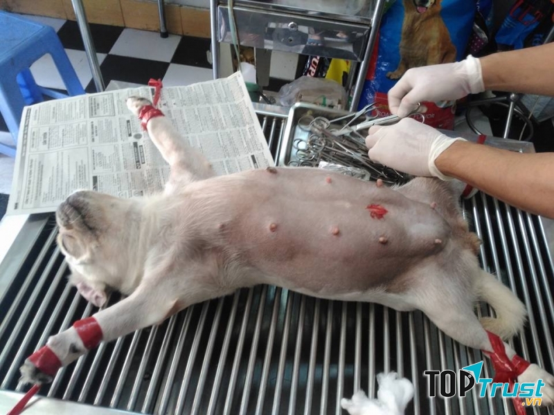 Phòng khám thú y Lucky Pet Clinic