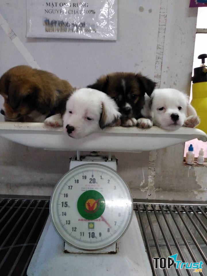 Phòng khám thú y Lucky Pet Clinic