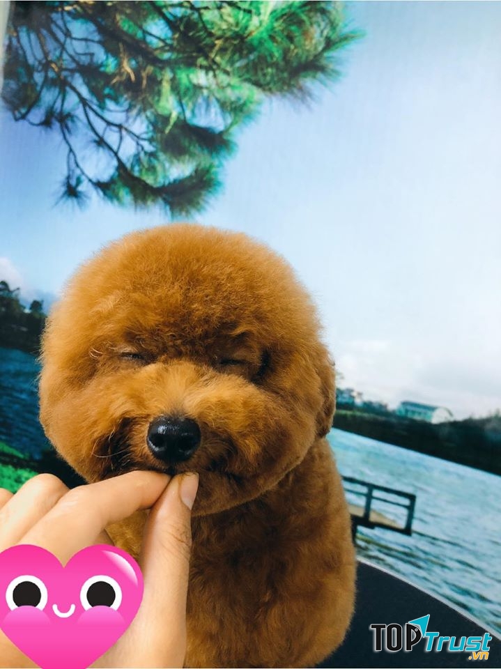 Cắt tỉa lông cho thú cưng